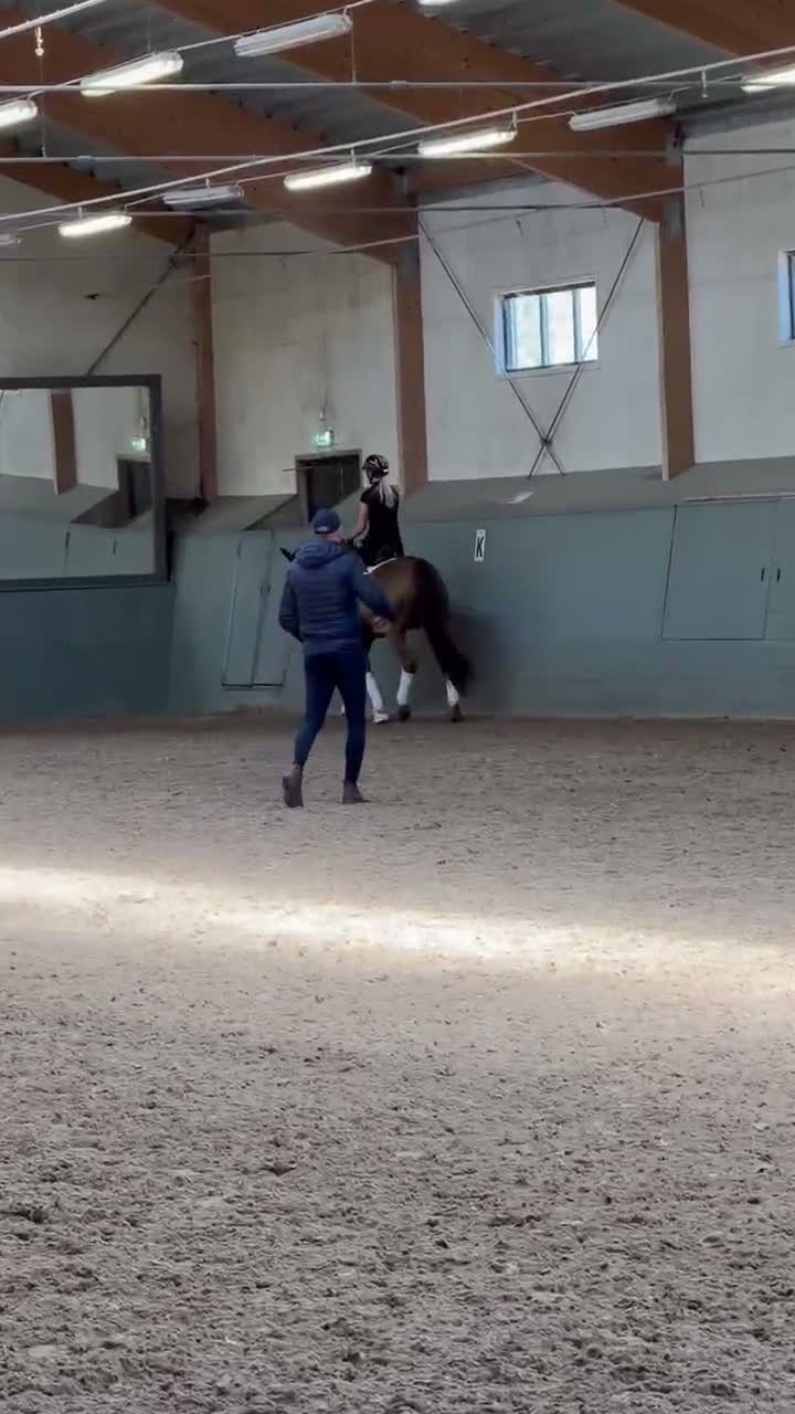 Dressyr hästar till salu: Perfekta läromästaren i Kungsbacka - Video 2
