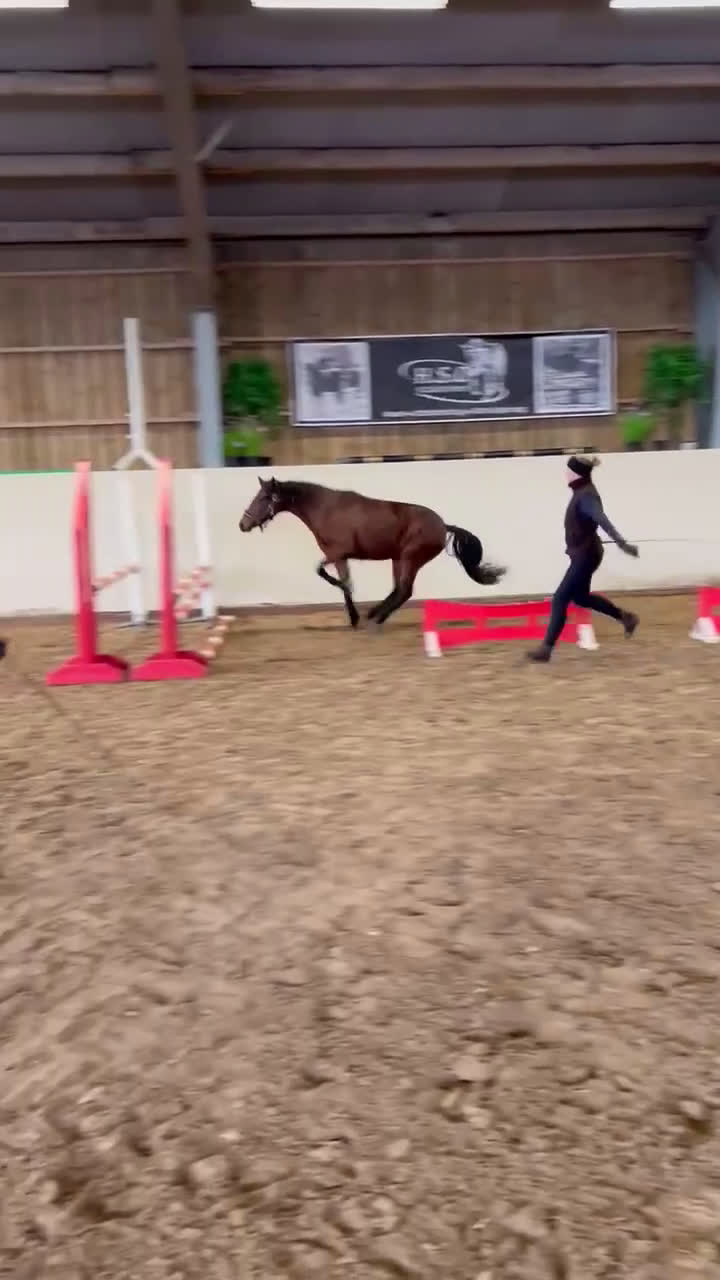 Hoppning hästar till salu: Ungponny e. Hembys Florian - Video 3