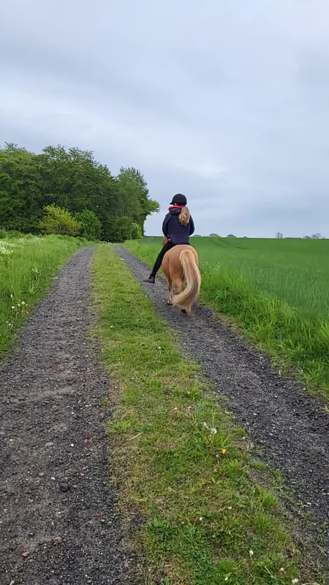 Allround hästar till salu: Riktig stjärna  i Degeberga - Video 3