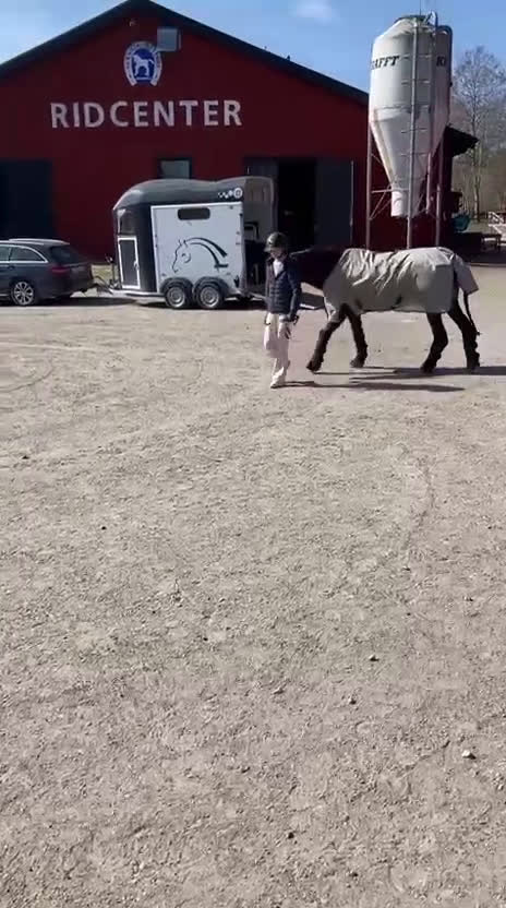 Allround hästar till salu: Charmig familjeponny söker kärleksfullt hem - Video 4