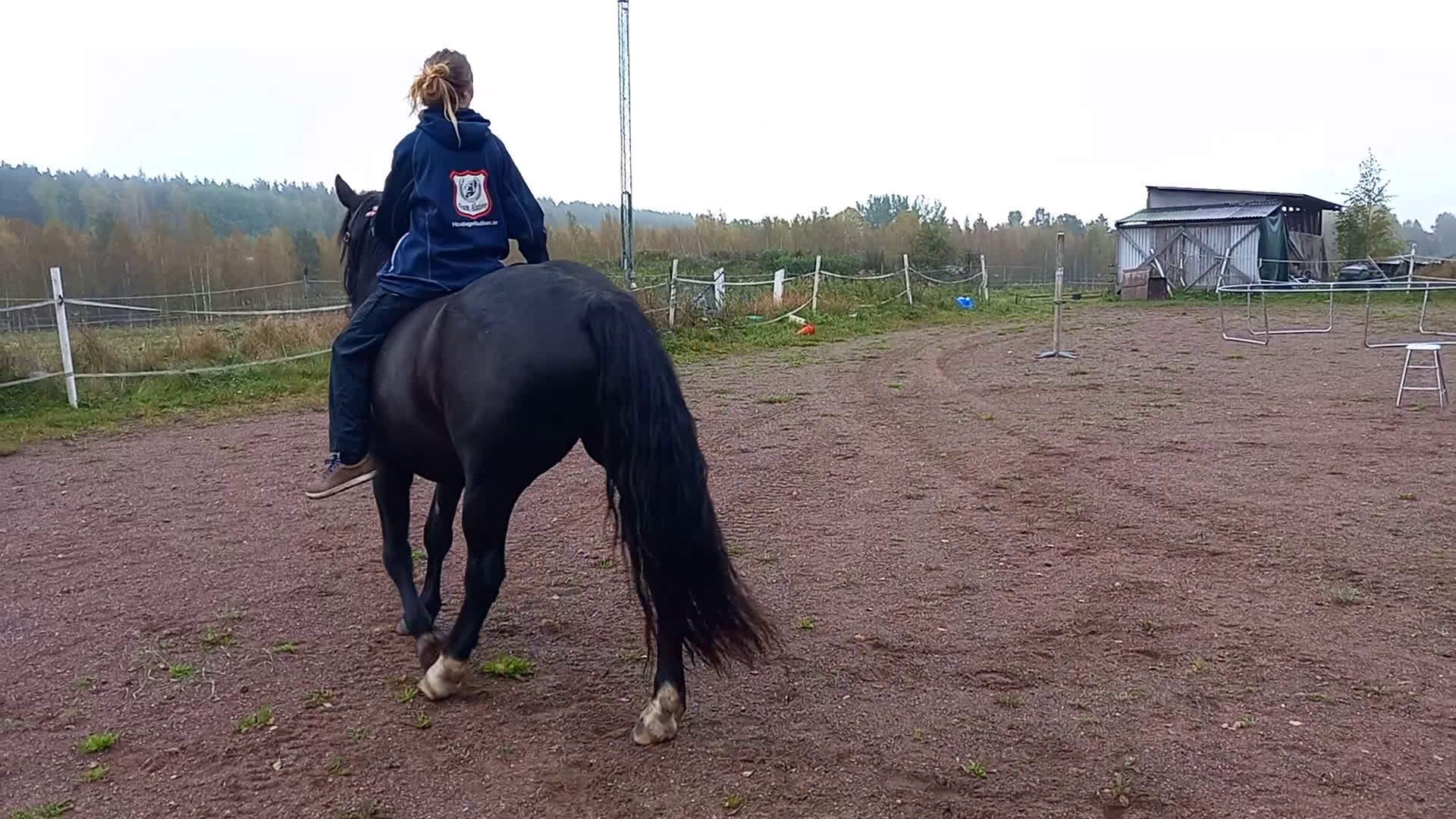 Allround hästar till salu: Snyggt sto söker bästa kompis i Falun - Video 1