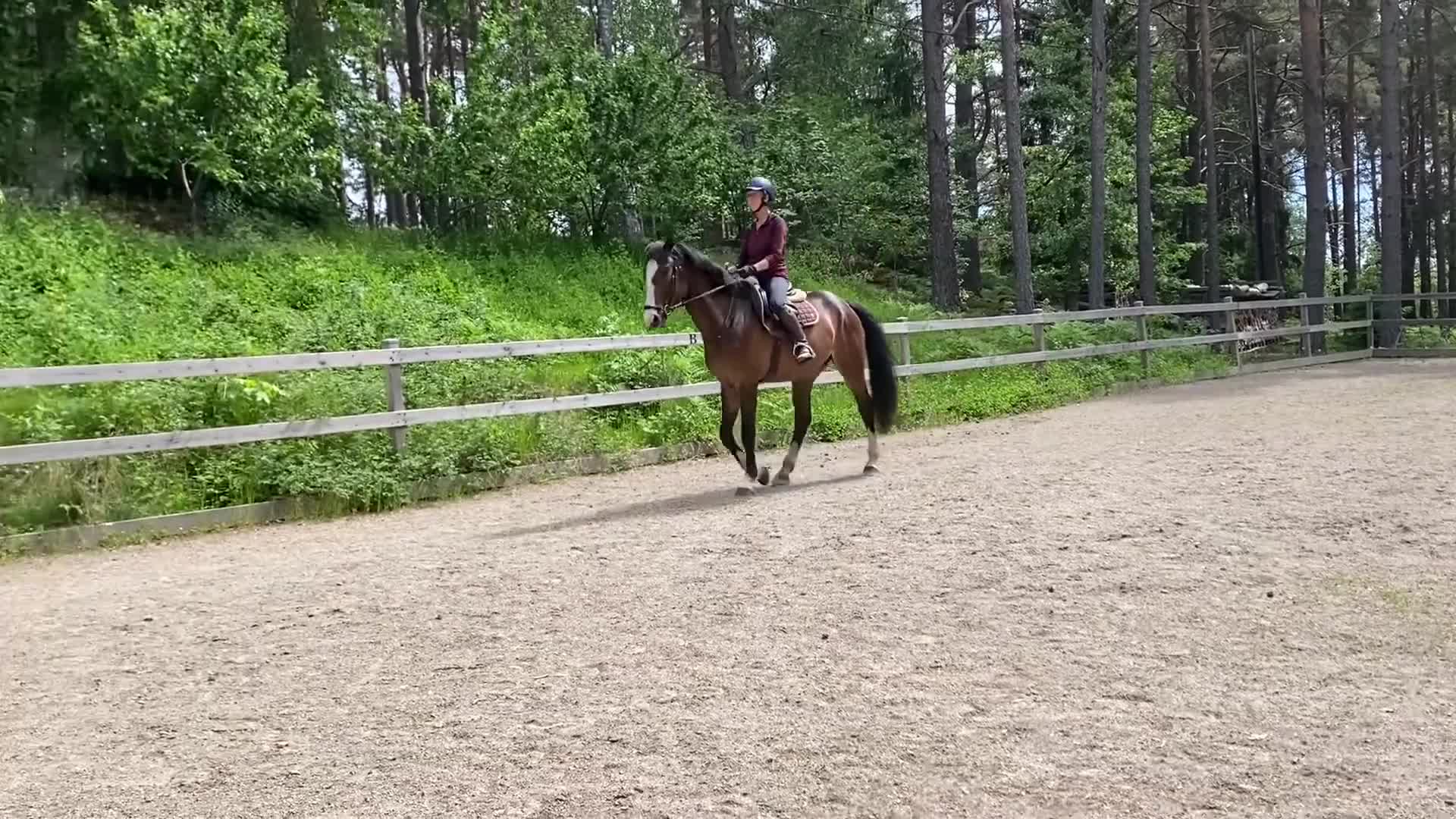 Hoppning hästar till salu: Härlig hopptalang med underbart temperament - Video 2