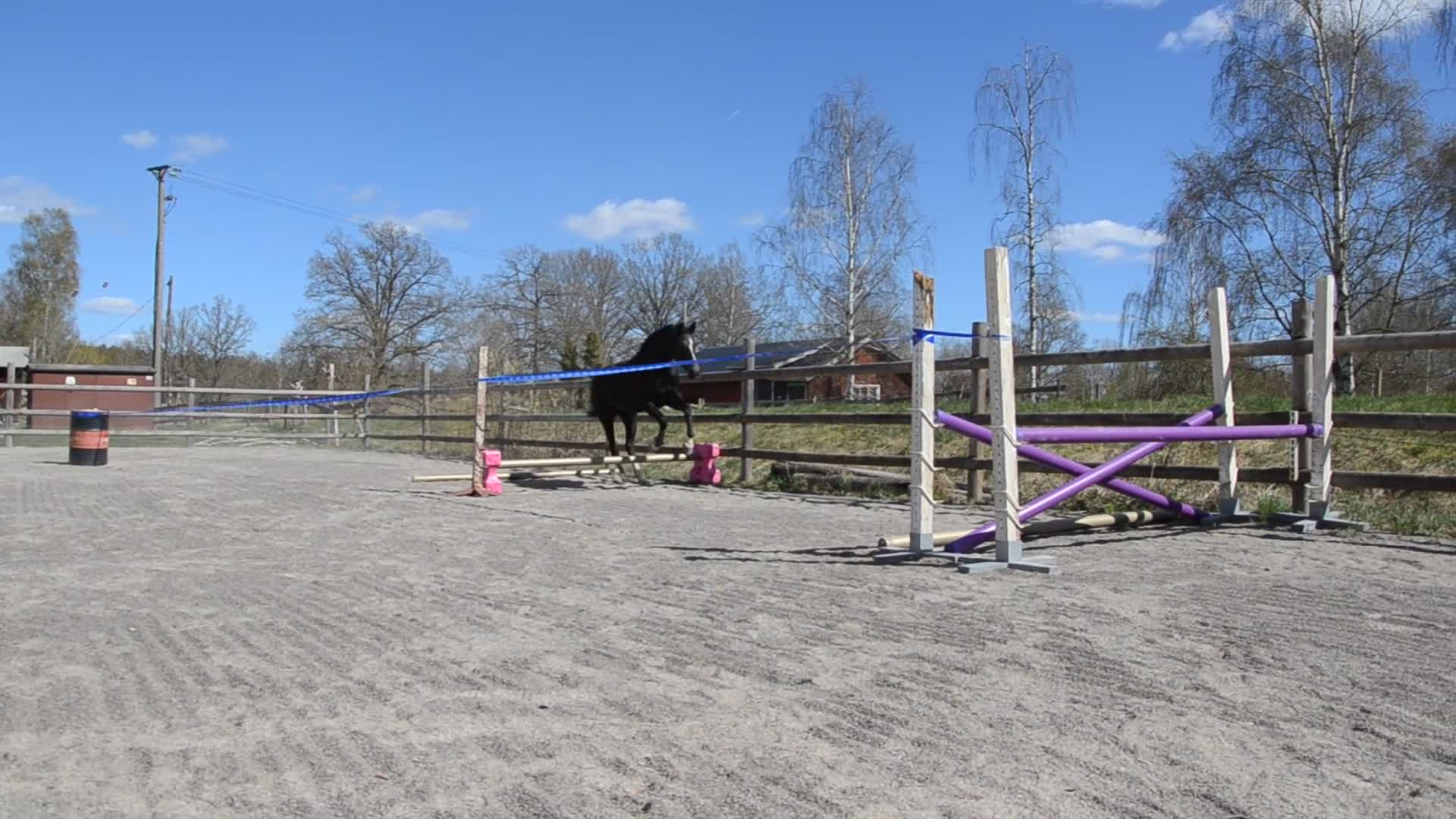 Allround hästar till salu: 4 årigt sto - Video 1