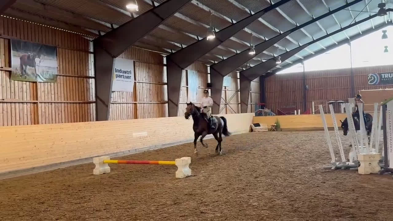Allround hästar till salu: En riktig bästavän söker nytt kärleksfullt hem! i Strängnäs - Video 3