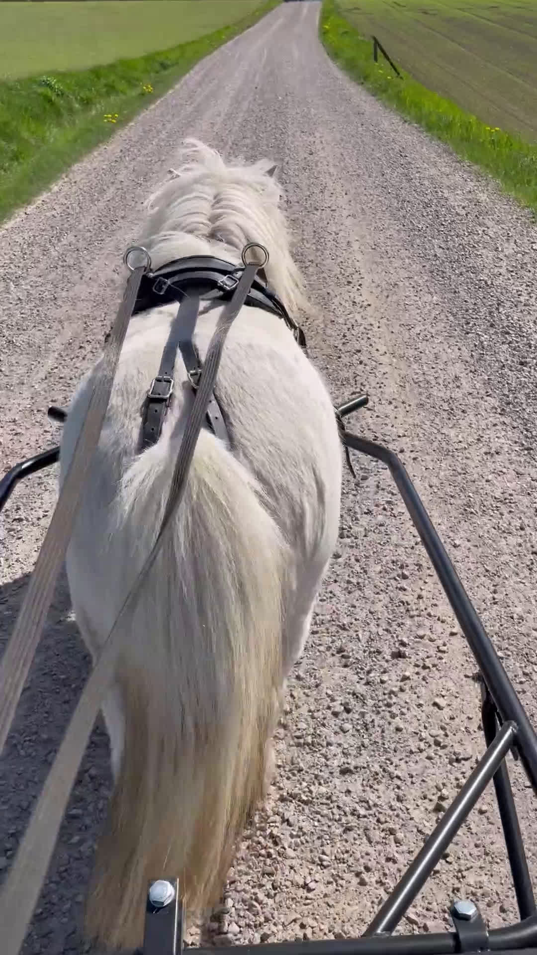 Allround hästar till salu: Världens bästa ponny söker ny bästa kompis - Video 2