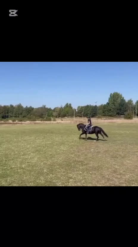 Hoppning hästar till salu: Bästa ponnyn söker ny kärleksfull familj  i Malmö - Video 5