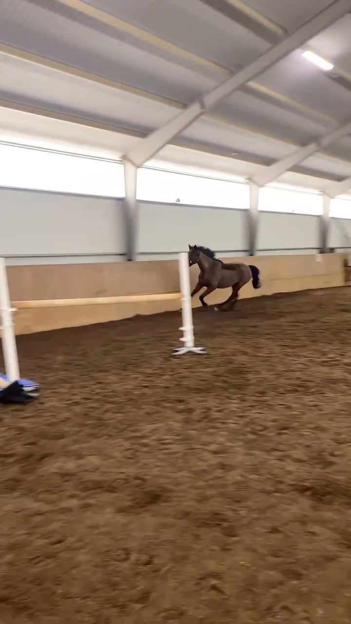 Hoppning hästar till salu: Oslipad diamant  - Video 1