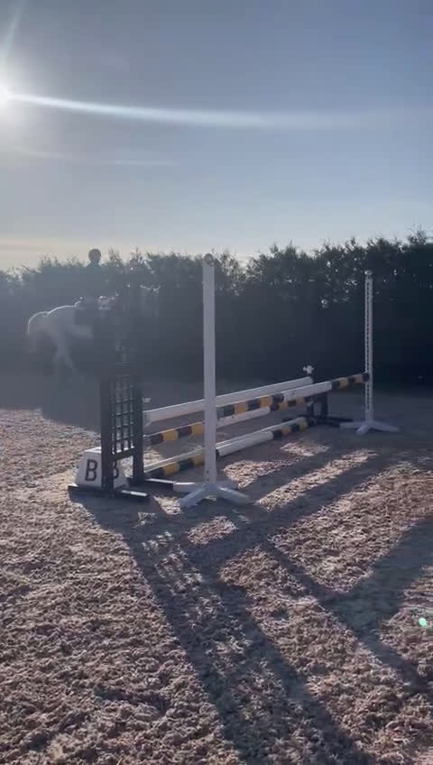 Övrigt hästar till salu: Fint Zangersheide sto i Vadstena - Video 3