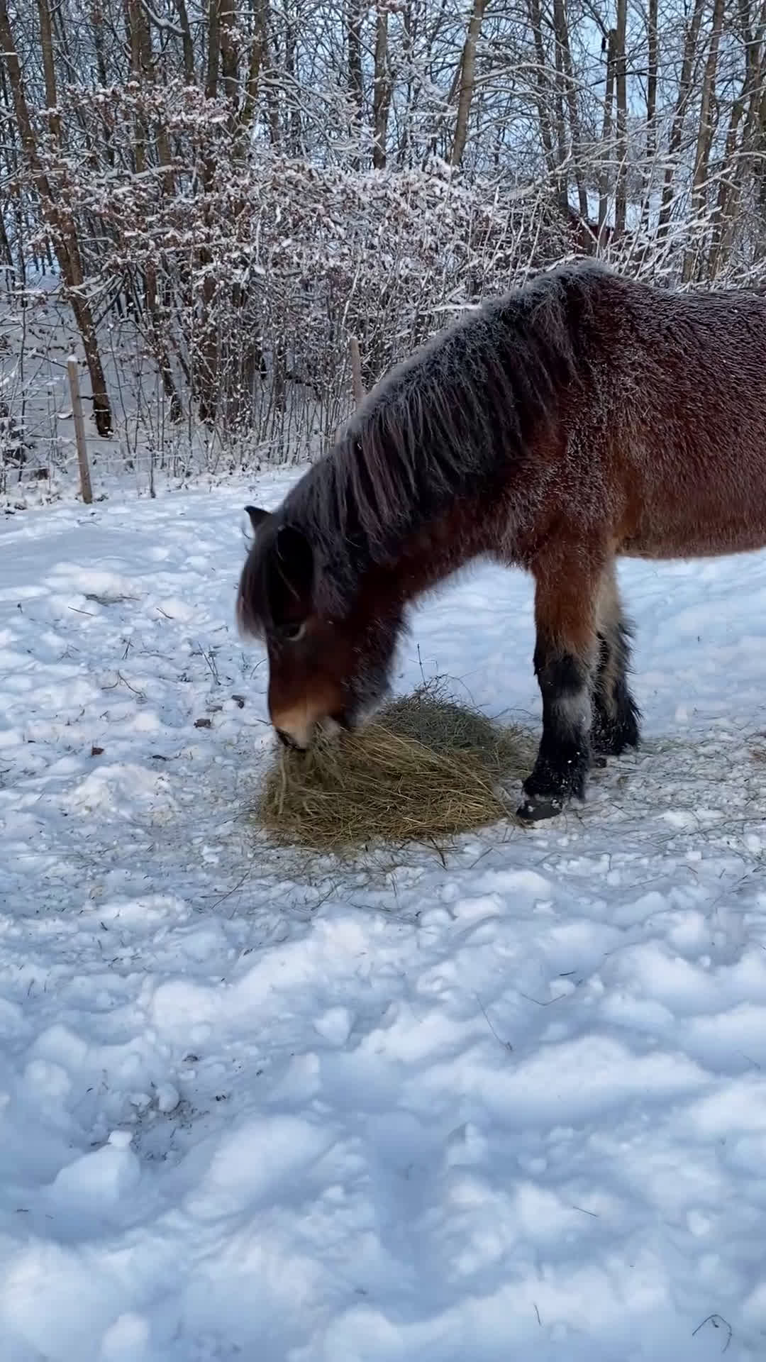  medryttarhäst finnes: Medryttare till islandshäst- endast ridning i Bergshamra - Video 1