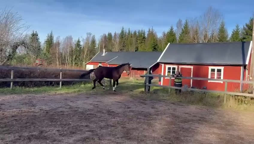 Dressyr hästar till salu: Stor & Flott häst  i Mariestad - Video 1