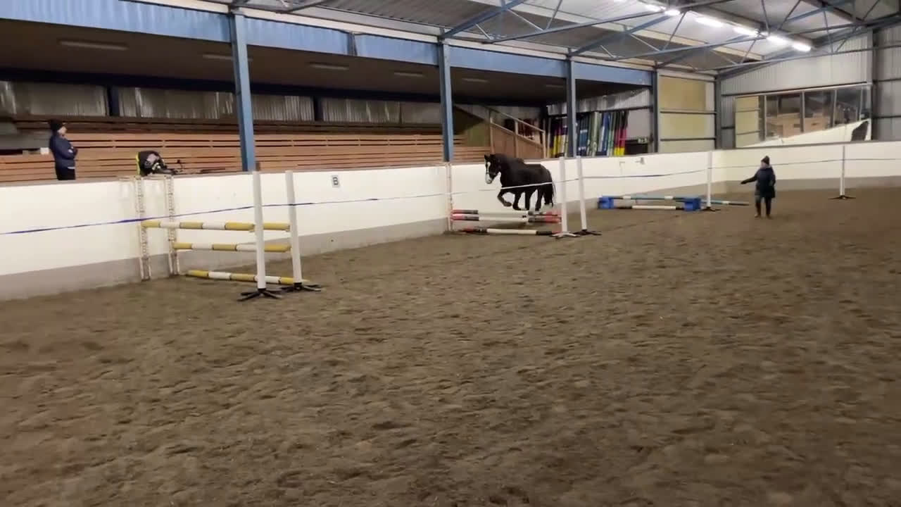 Allround hästar till salu: Vacker unghäst - Video 1