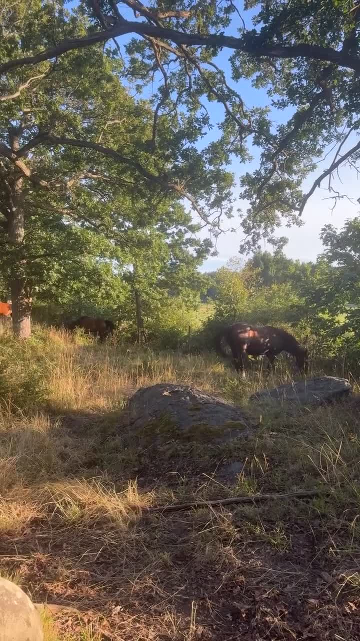  stallplats finnes: Mysigt stall i karlskorna (Nättraby) - Video 1