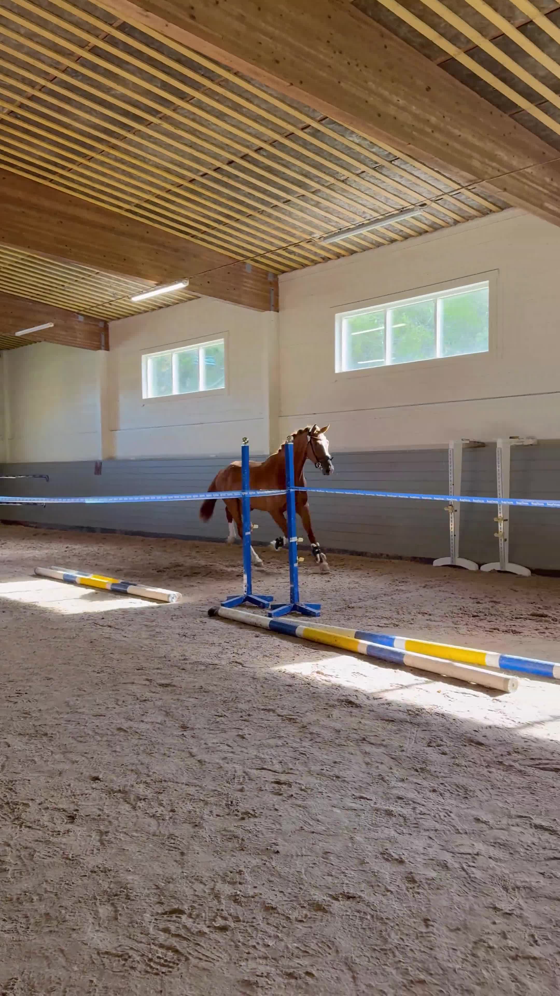 Dressyr hästar till salu: Lovande gångartsgalang med super mentalitet  - Video 1