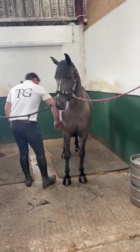 Hoppning hästar till salu: Ljuvlig C Ponny 🌸 - Video 2