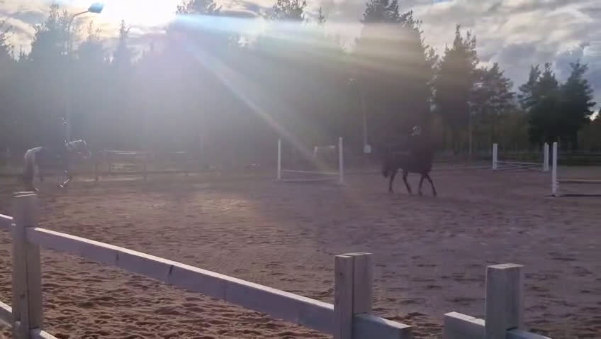  medryttarhäst sökes: Söker medryttar häst!!!! - Video 3