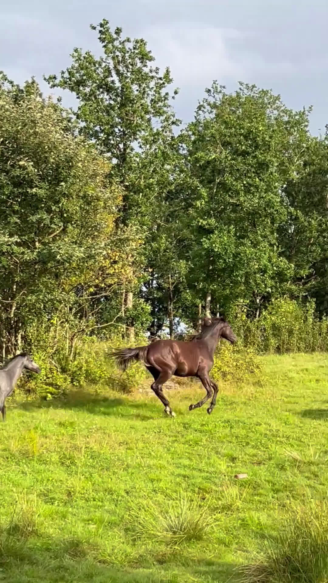 Dressyr hästar till salu: Söt 1-åring i Sätila - Video 2