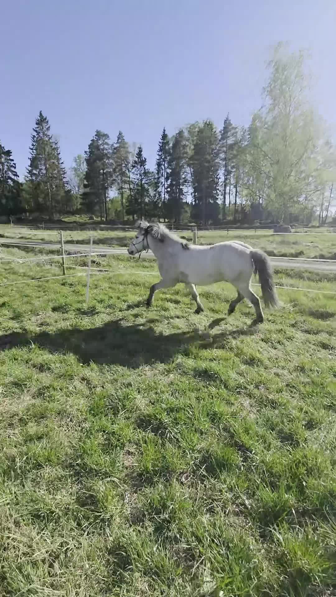 Island hästar till salu: Valack 2019 - Video 1