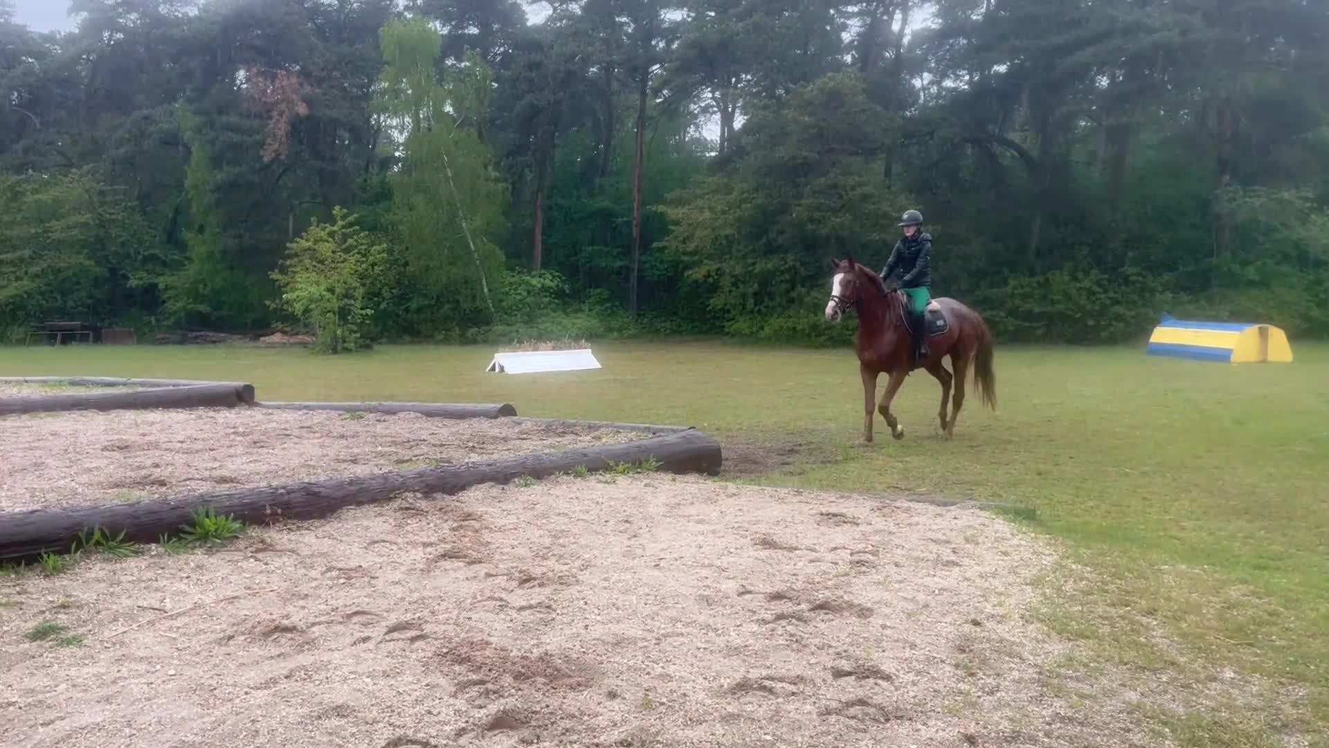 Hoppning hästar till salu: Sto med potential - Video 3