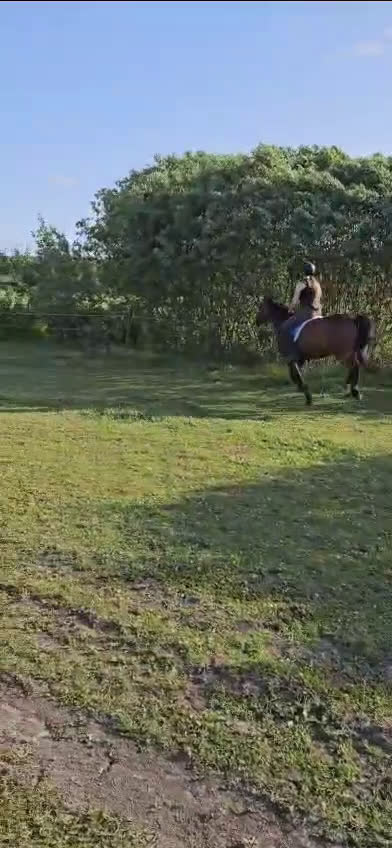 Hoppning hästar sökes: Foder häst sökes i Stallarholmen - Video 1
