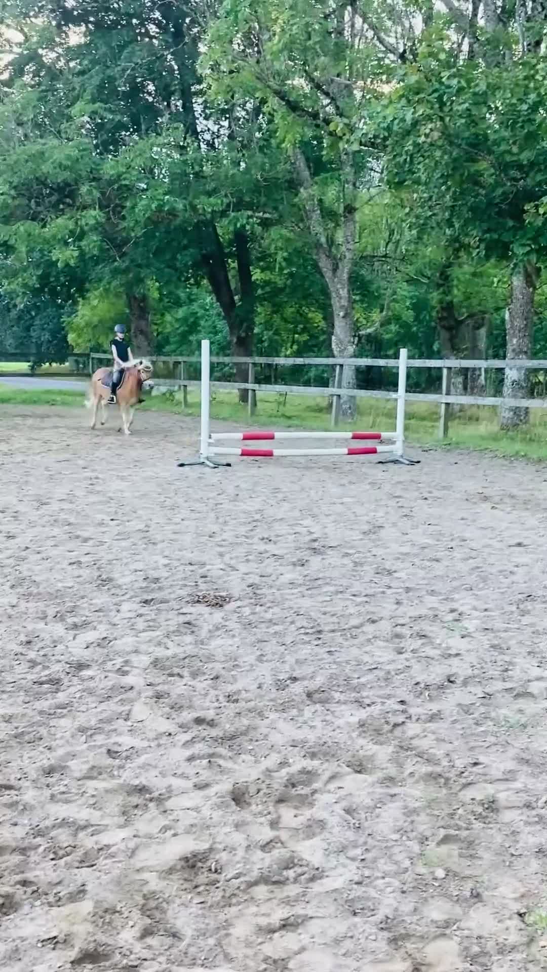 Allround hästar till salu: Skorpan letar efter sin nya familj - Video 1