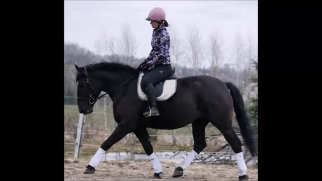 Allround hästar till salu: Lovely allrounder with the kindest temperament - Video 1