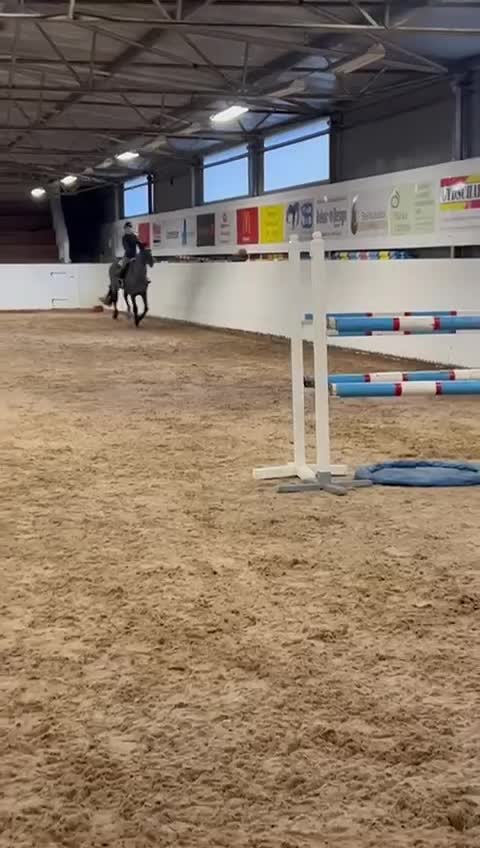 Hoppning hästar till salu: Toppstammad supersnäll hoppvalack i Strängnäs - Video 2