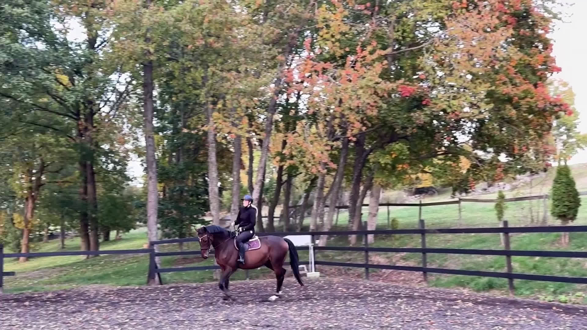 Allround hästar till salu: Perfekt allroundhäst i Vimmerby - Video 1