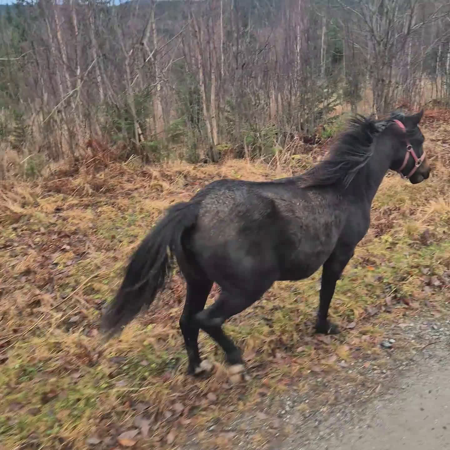 Allround hästar till salu: Underbart ungsto B-ponny i Bjästa - Video 2