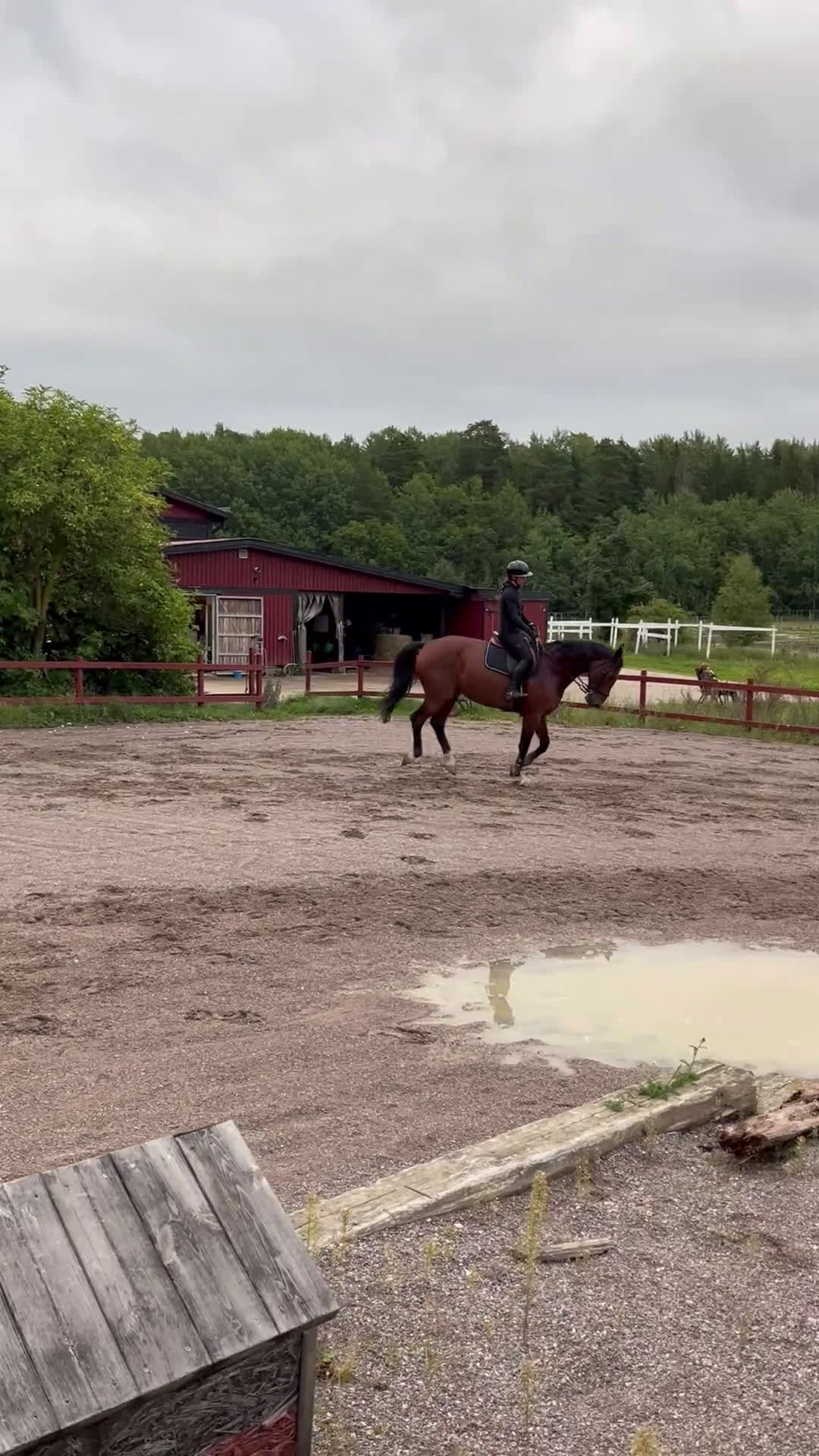 Hoppning hästar till salu: Stor valack till salu  i Kungsängen - Video 3