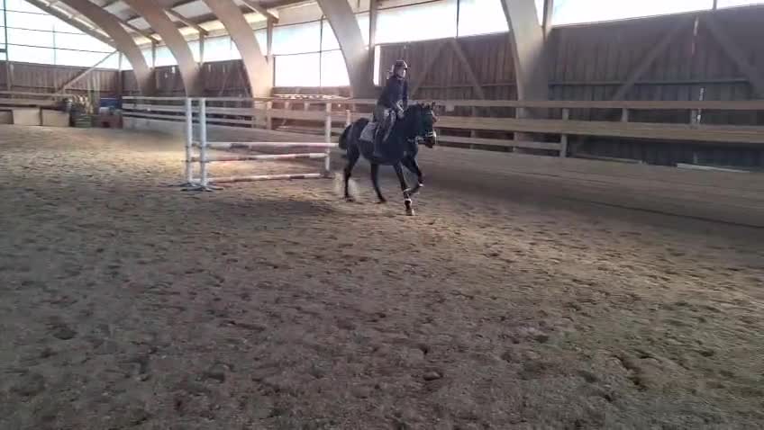 Allround hästar till salu: Häftig valack  i Nybro - Video 3