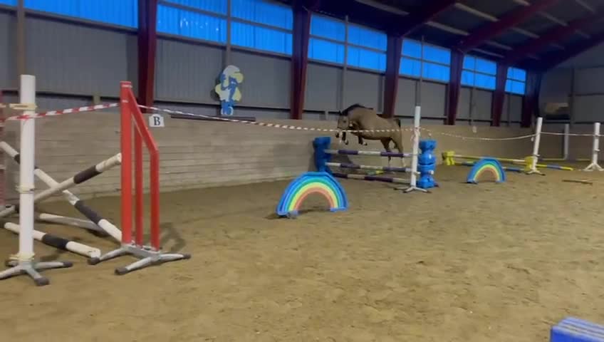 Hoppning hästar till salu: 🌟 Skøn allround pony til salg 🌟 - Video 4