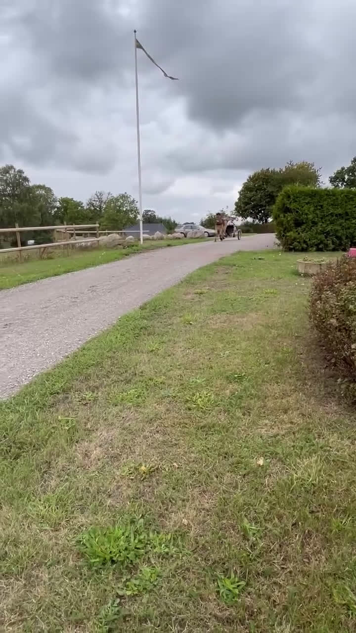 Trav hästar till salu: Travstammad valack säljes i Lövestad - Video 1