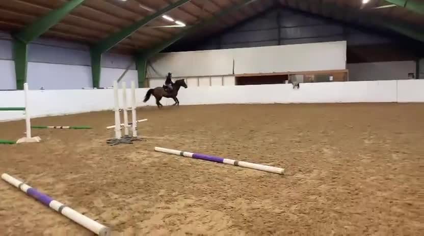 Allround hästar till salu: Trevlig Valack - Video 3