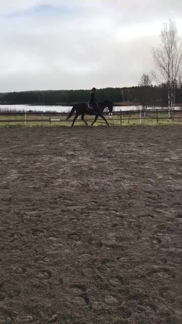 Allround hästar till salu: Fullblodsvalack i Karlstad - Video 3