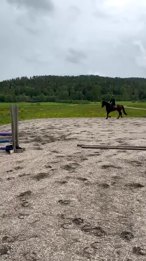 Allround hästar till salu: RAIDER i Mölndal - Video 2