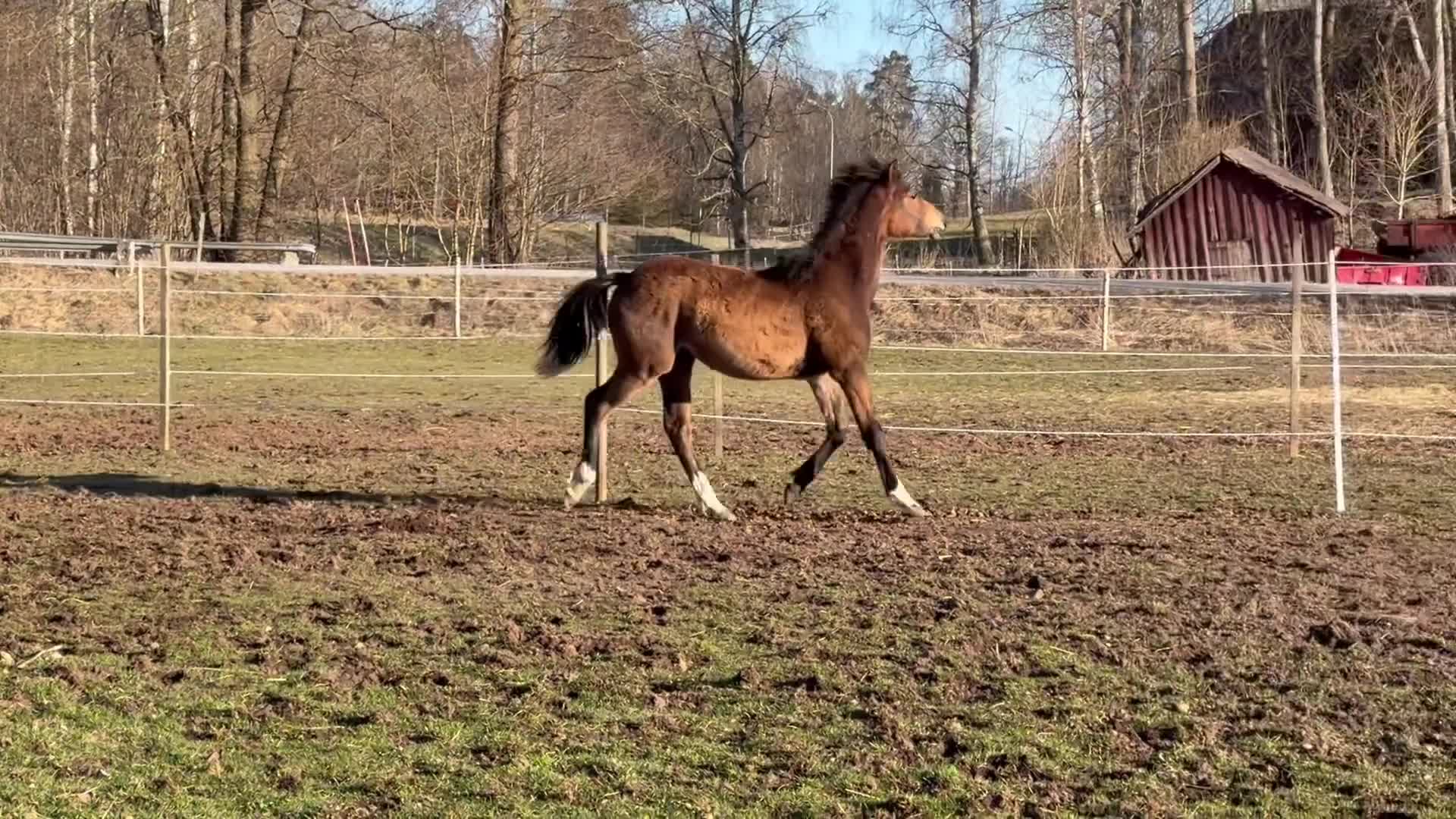 Allround hästar till salu: Sött sto blivande D - Video 1