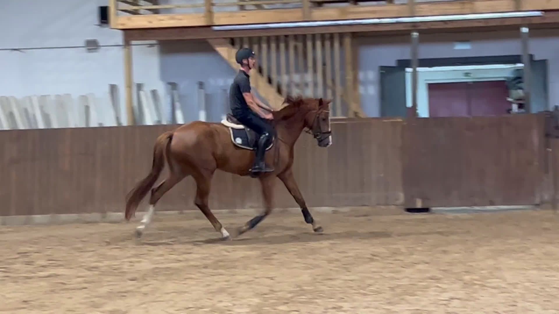 Dressyr hästar till salu: Diplomsto e. Freetown i Habo - Video 1