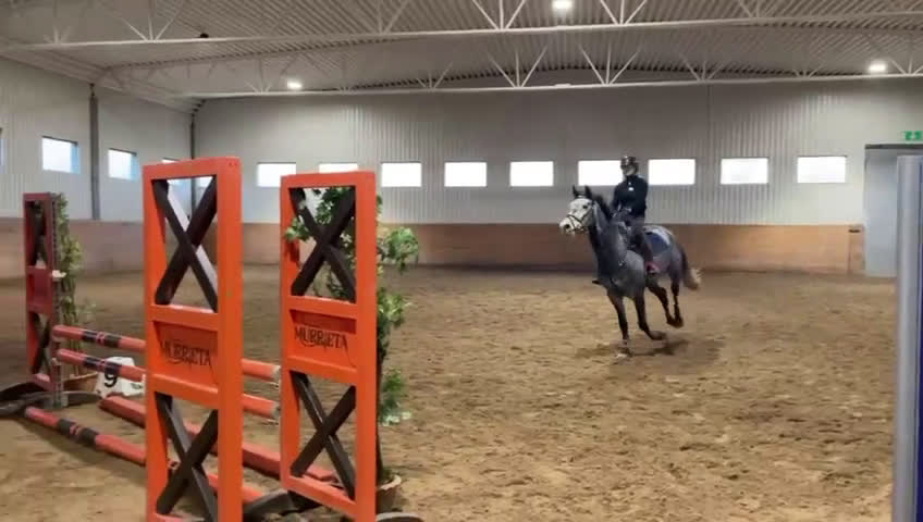 Hoppning hästar till salu: Mycket trevlig valack för hoppning el fälttävlan  i Sjöbo - Video 1