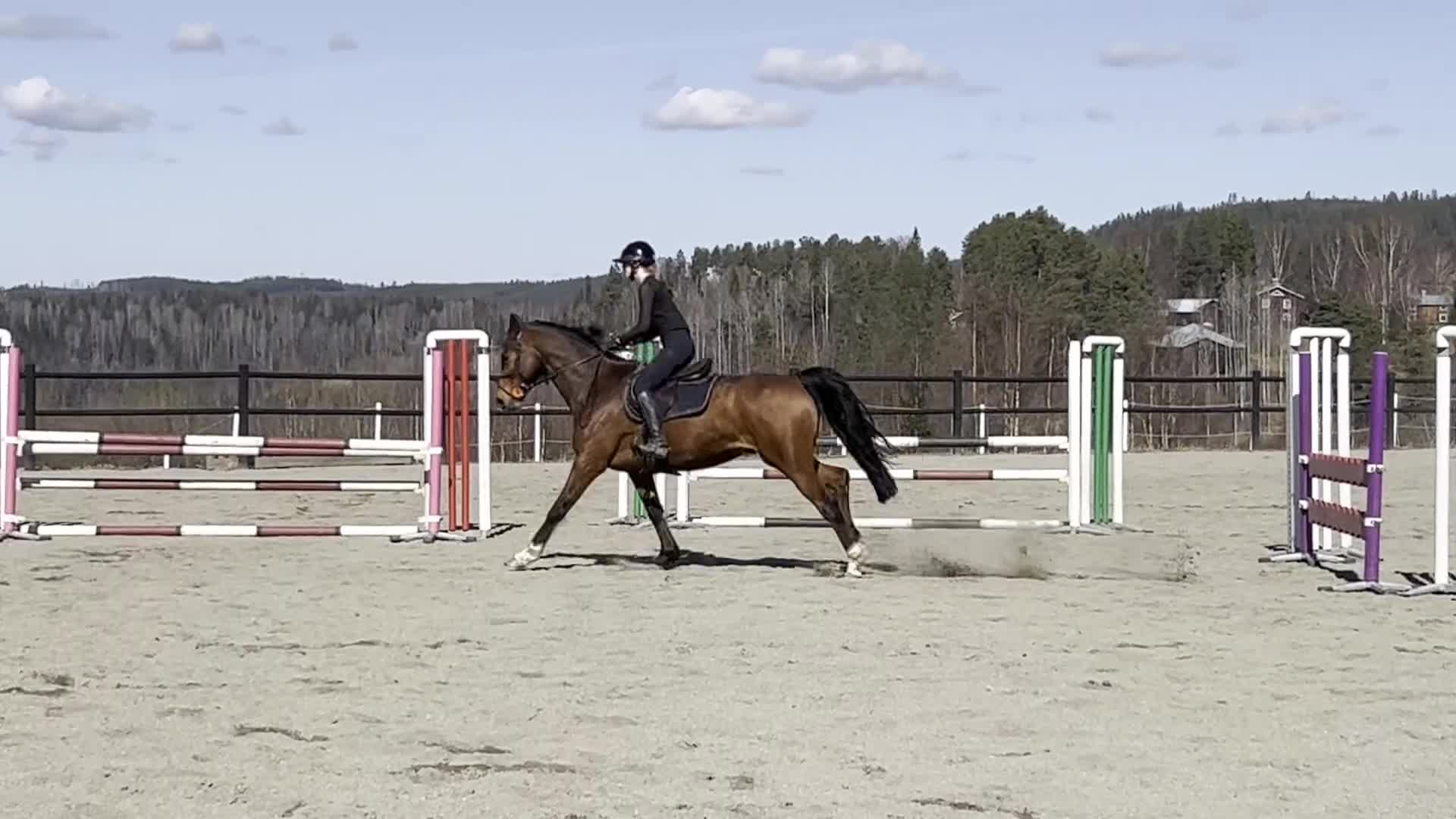 Hoppning hästar till salu: Fin hopphäst🌟 - Video 2