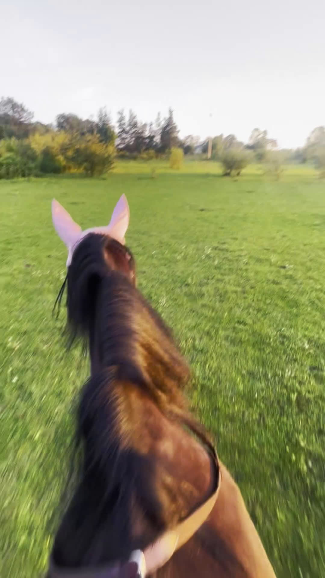 Trav hästar till salu: Fodervärd sökes på Gotland i Romakloster - Video 2