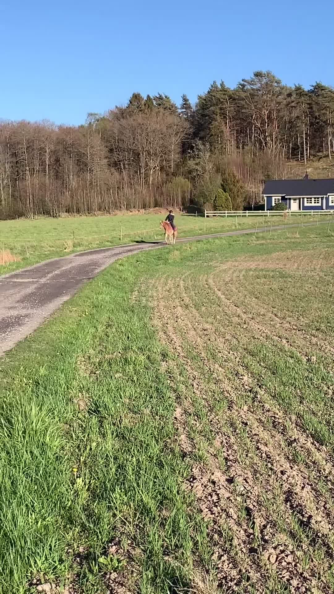 Allround hästar till salu: En riktig bästis  - Video 3
