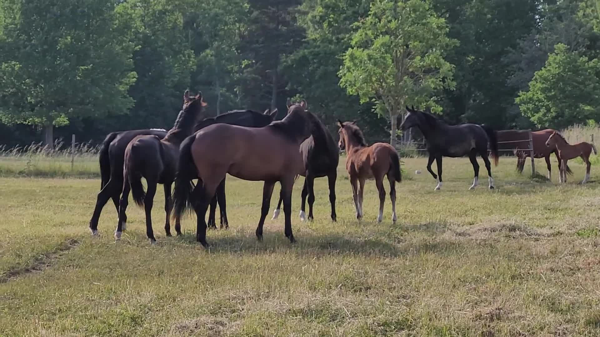  hästjobb finnes: Volontär på Gotland? - Video 1