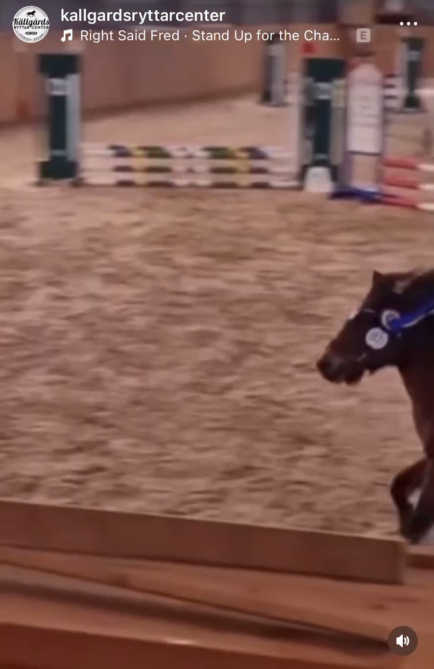 Hoppning hästar till salu: Ponnyn som älskar att jobba - Video 2