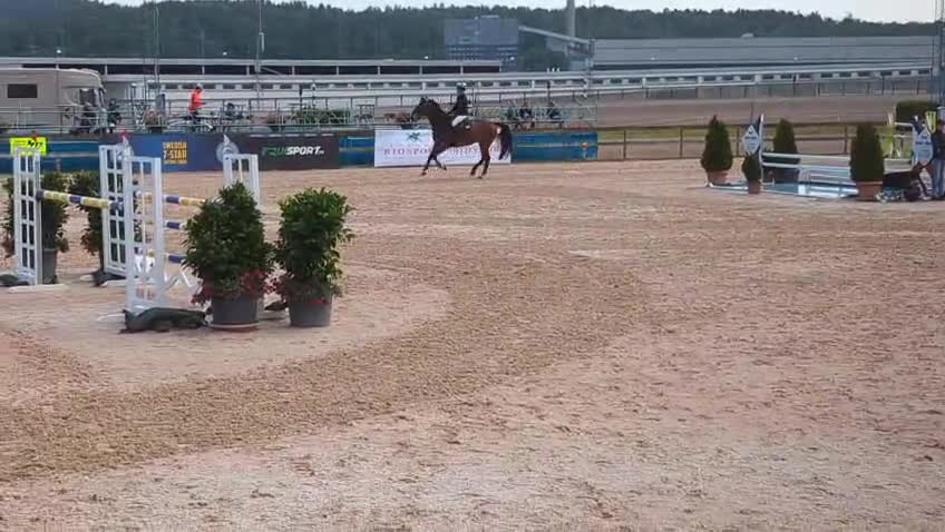 Hoppning hästar till salu: Trevlig hopphäst  - Video 2