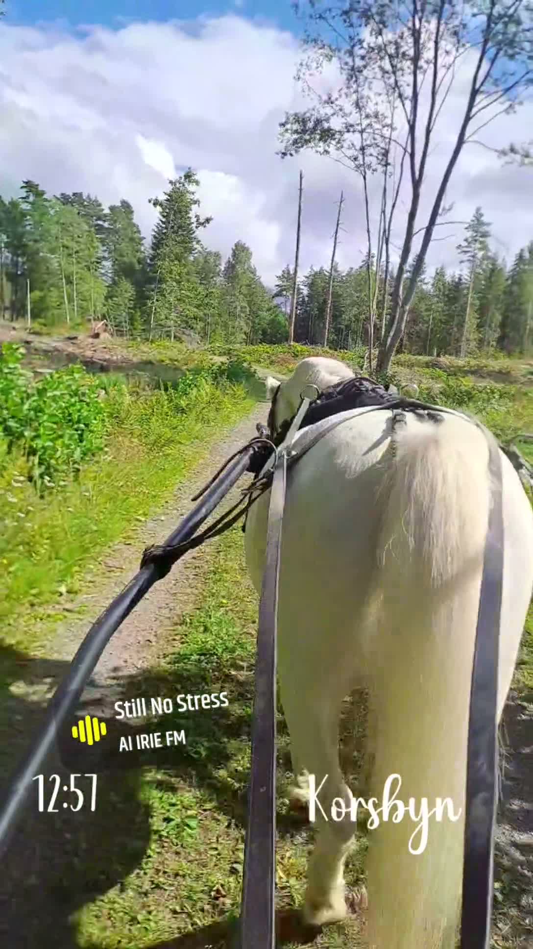 Körning hästar till salu: Underbar Ponny 🌸 - Video 1