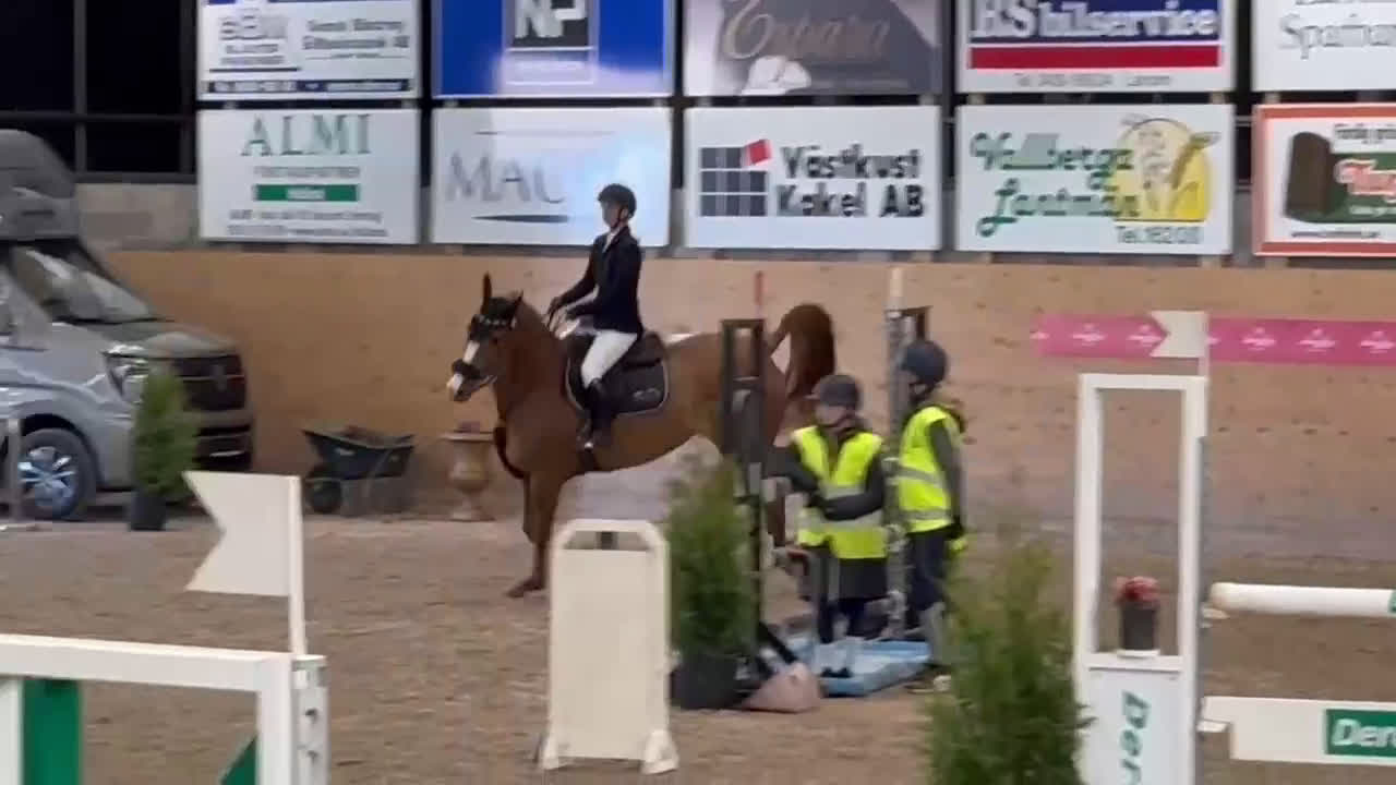 Hoppning hästar till salu: Supertemperament och mkt god ridbarhet - Video 2
