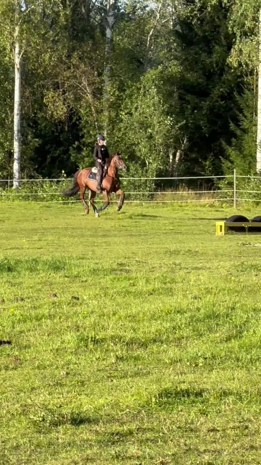  medryttarhäst finnes: Medryttare sökes till två fantastiska ponnyer🩷 - Video 5
