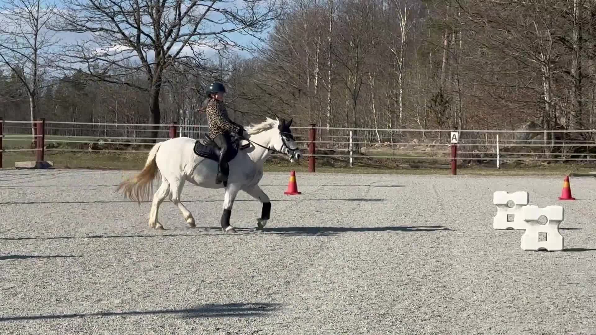 Allround hästar till salu: Supersöt B-ponny till verksamhet/tävling - Video 2