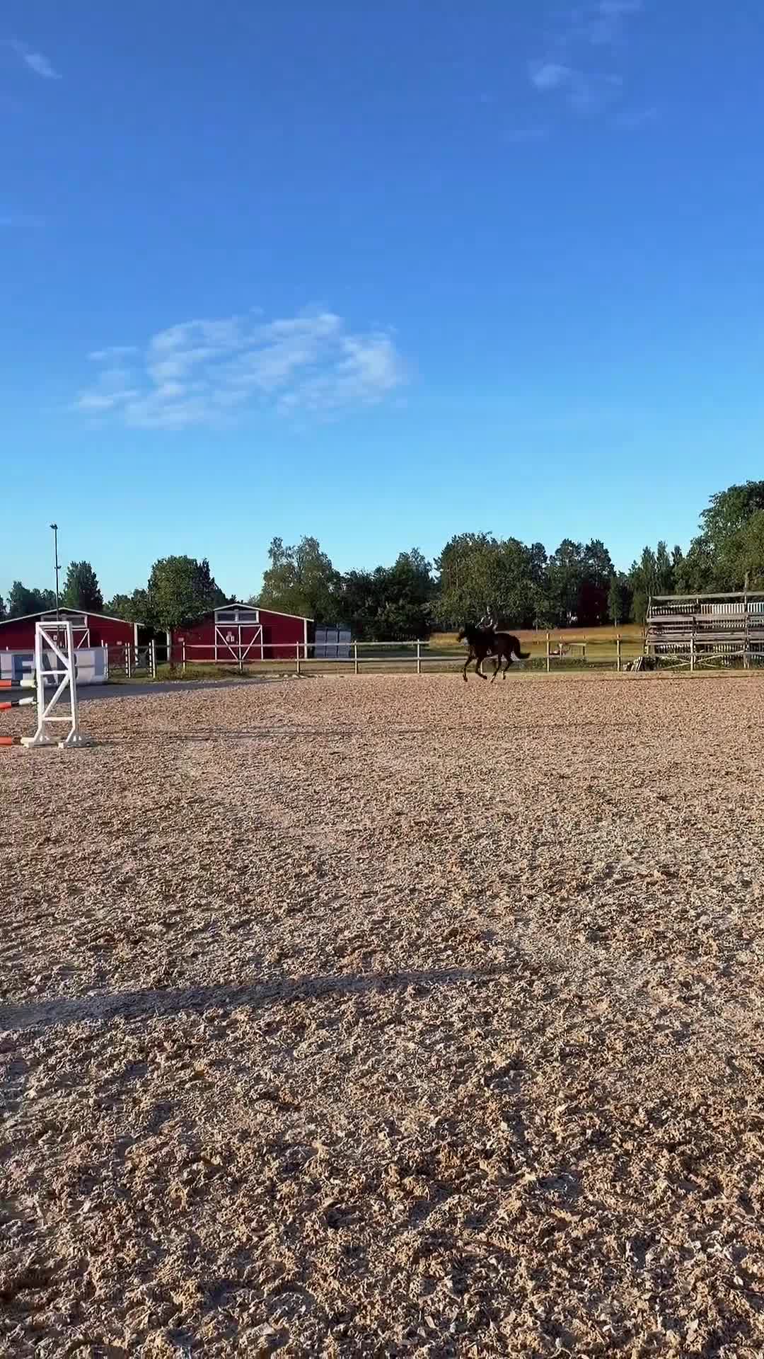 Hoppning hästar till salu: 9-årig valack söker sin ryttare! - Video 1