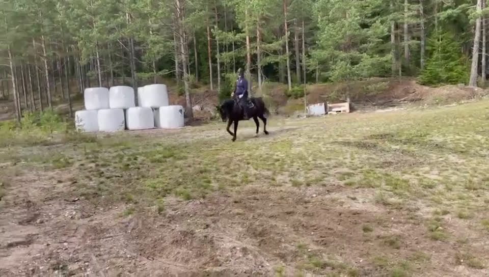 Sällskap hästar till salu: Världens mysigaste farbror söker nytt hem i Stavsjö - Video 1